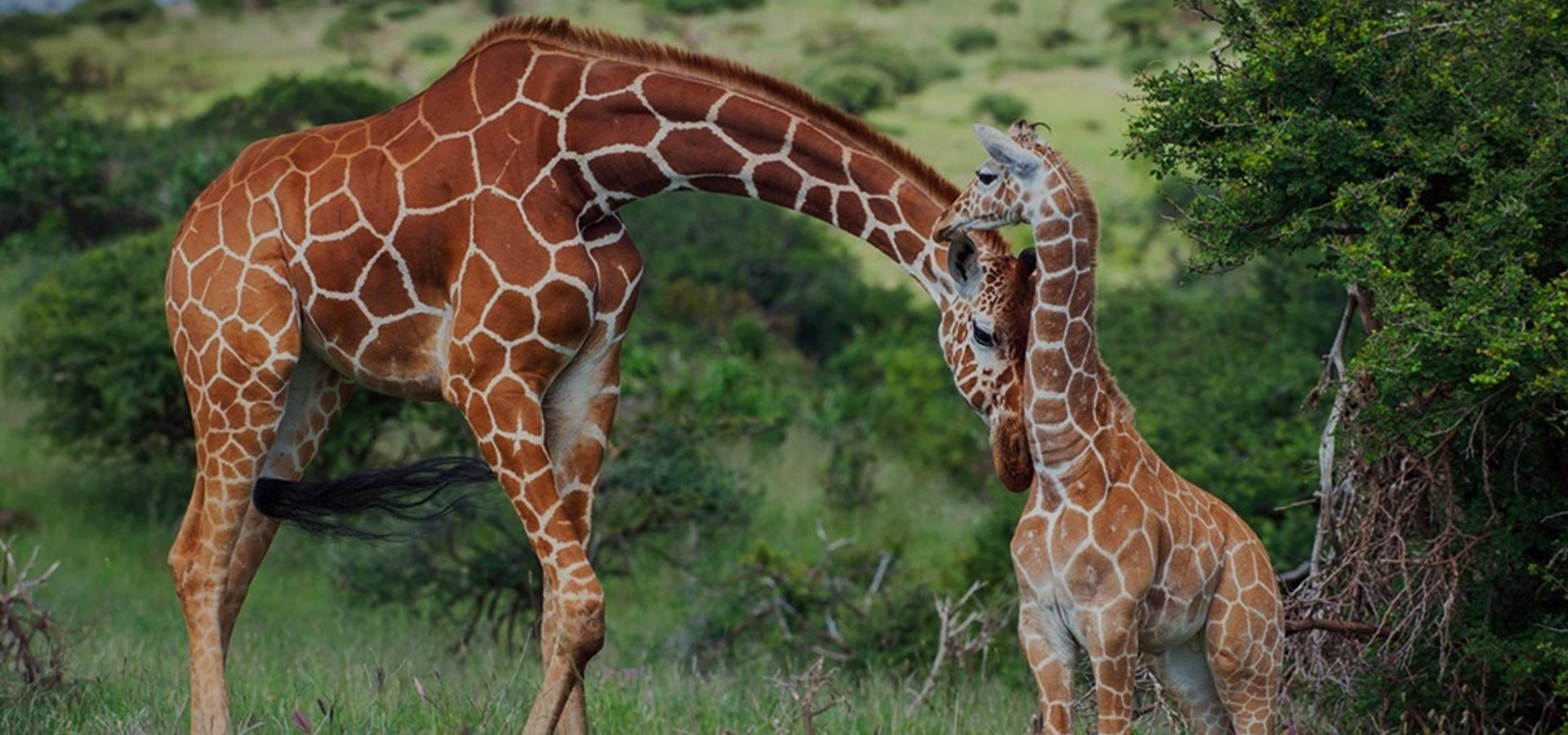 Millieninum Tours Travel